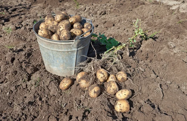 ジャガイモの収穫 — ストック写真