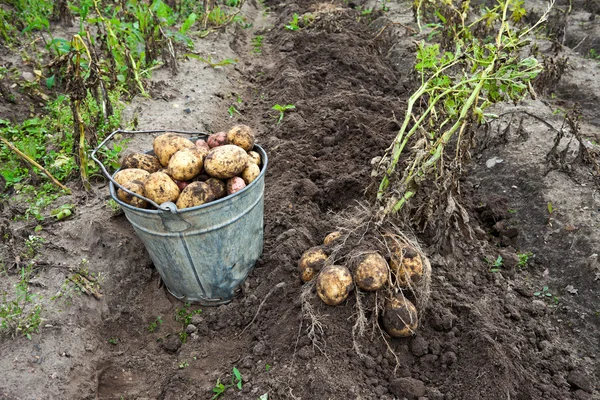 收获土豆 — 图库照片