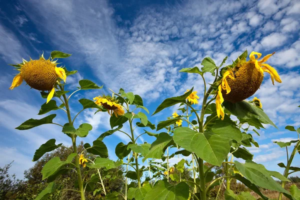 Schöne Sonnenblumen auf dem Feld vor blauem Himmel — Stockfoto