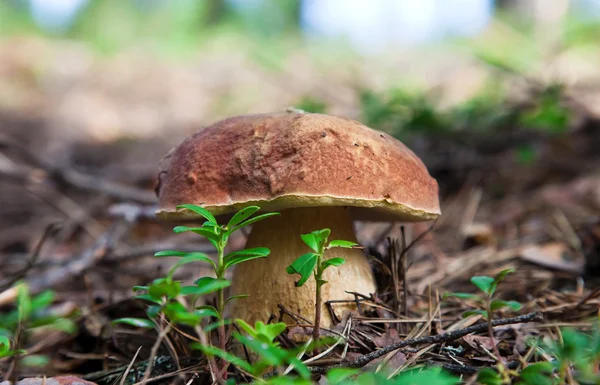 Mushroom in the grass — Stock Photo, Image