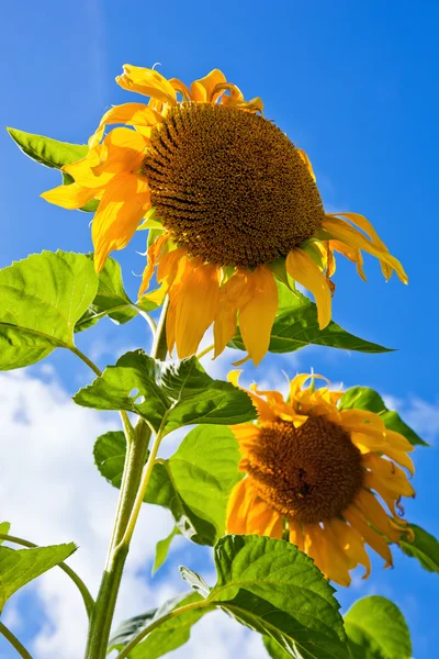 Krásné slunečnice na poli proti modré obloze — Stock fotografie