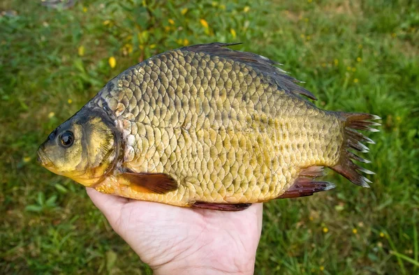 Large crucian in hand — Stock Photo, Image