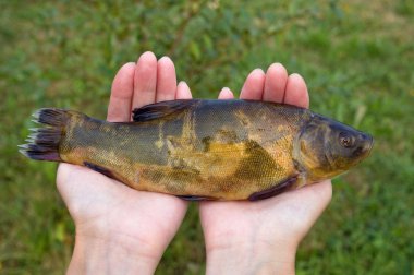 Large freshwater tench in hands clipart