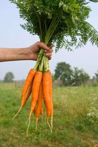 Куча моркови в руке на мягком фоне — стоковое фото
