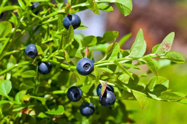 Wild berries on a green vegetative background in wood clipart