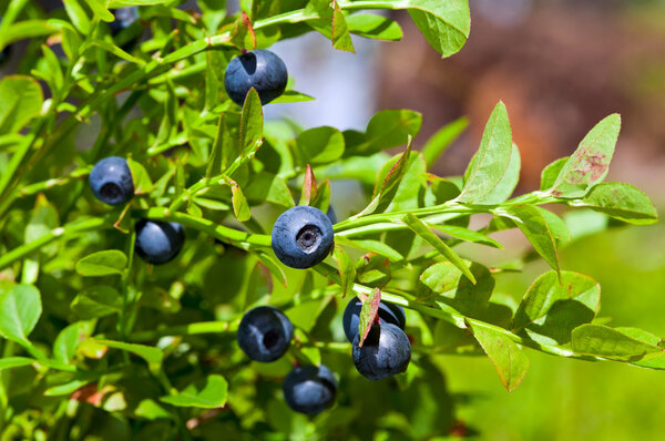 Wild berries on a green vegetative background in wood