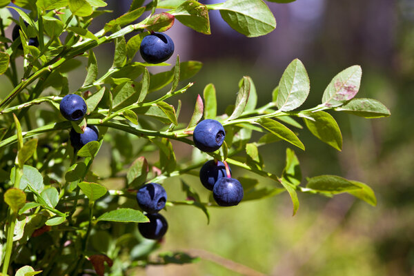 Wild berries on a green vegetative background in wood
