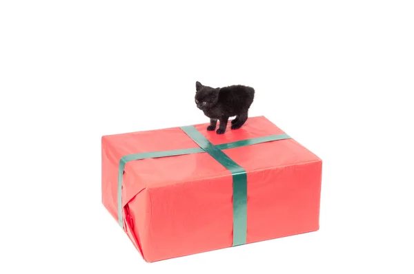 Χριστουγεννιάτικο δώρο και γατάκι — Φωτογραφία Αρχείου