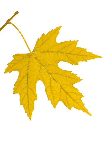 Větev s žlutý list — Stock fotografie