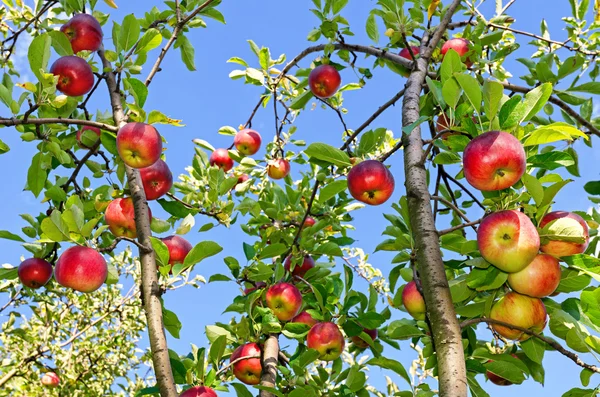Jablka na větvi — Stock fotografie