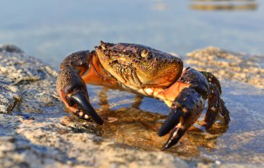 Stone crab clipart