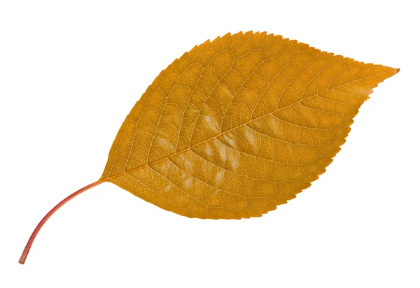 stock image Autumn leaf