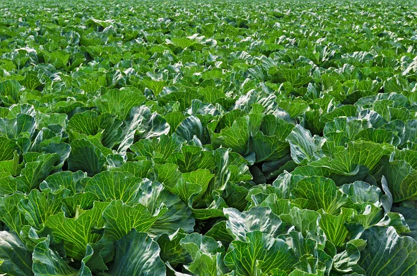 stock image Cabbage leaves