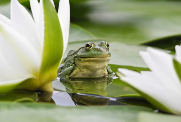 Żaba wśród białe lilie — Zdjęcie stockowe