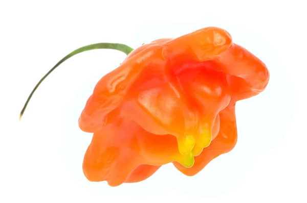 Hot pepper cultivar — Stock Photo, Image