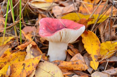 russula mantarı