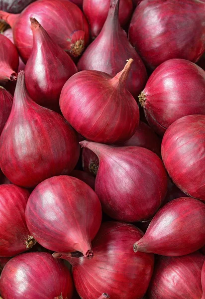 Cebollas rojas —  Fotos de Stock