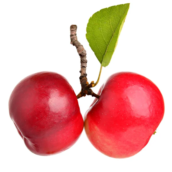 Červená jablka s list — Stock fotografie