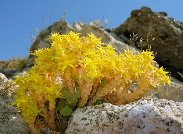Fiori di montagna gialli — Foto Stock