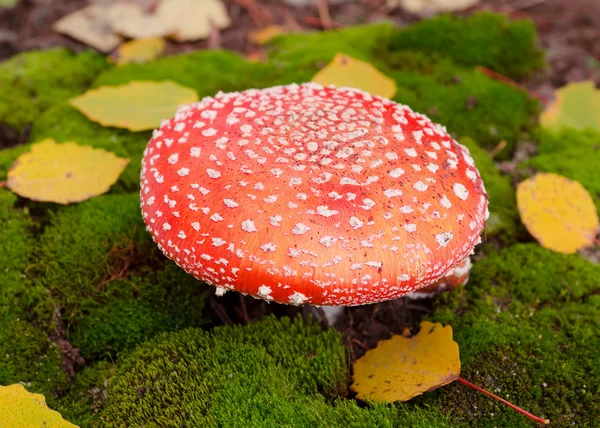 Amanita mushroom — Stock Photo, Image