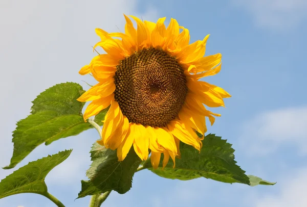 Słonecznik na polu przeciw błękitne niebo — Zdjęcie stockowe
