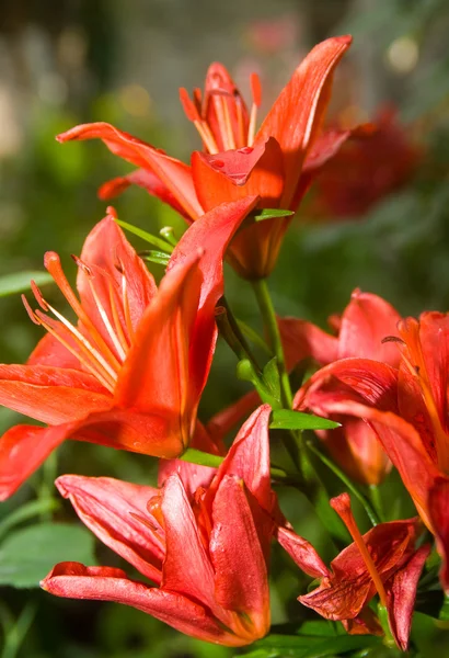 A flower bed of orange lillies — Stock Photo, Image