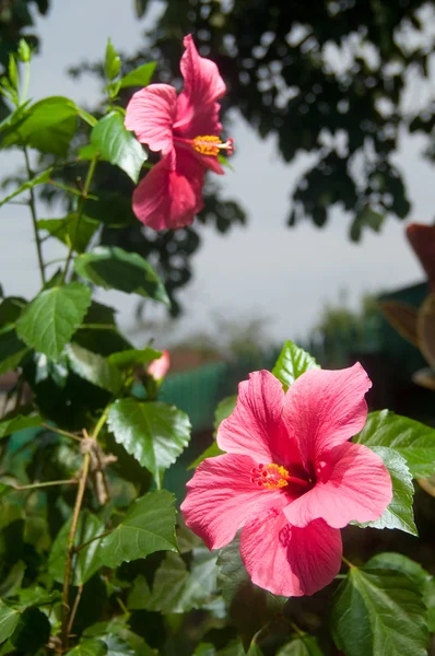 Różowy i czerwony kwiat hibiskusa — Zdjęcie stockowe