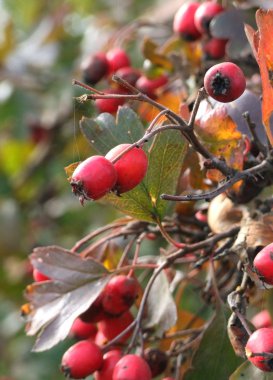 Red berries on the tree clipart