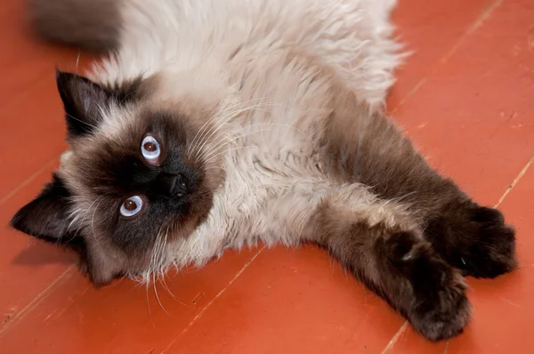 stock image A cat, resting on the floor