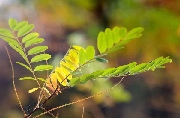 Acacia's leaf solbelysta — Stockfoto