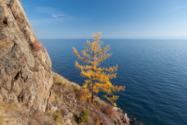 Yellow larch-tree near Lake Baikal clipart