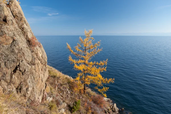 stock image Yellow larch-tree near Lake Baikal