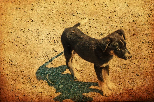Винтажное изображение с собакой — стоковое фото