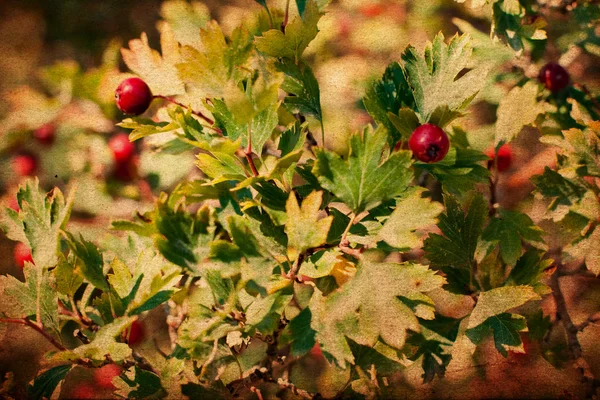 Ретро-изображение с ягодами — стоковое фото
