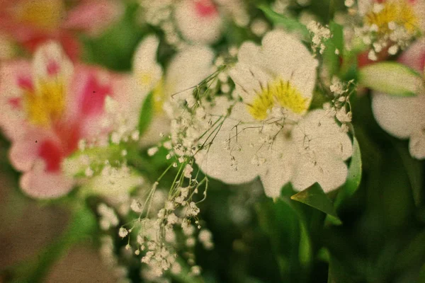 美丽的春天的花朵 — 图库照片