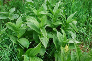 Hellebore (Veratrum) clipart