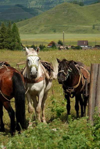 Cavalos Altai para o transporte de mercadorias — Fotografia de Stock