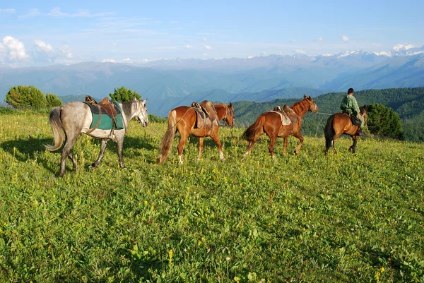 Instructeur avec des chevaux dans les montagnes — Photo