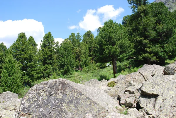 Sonniges Tal mit Felsen und Zedern — Stockfoto