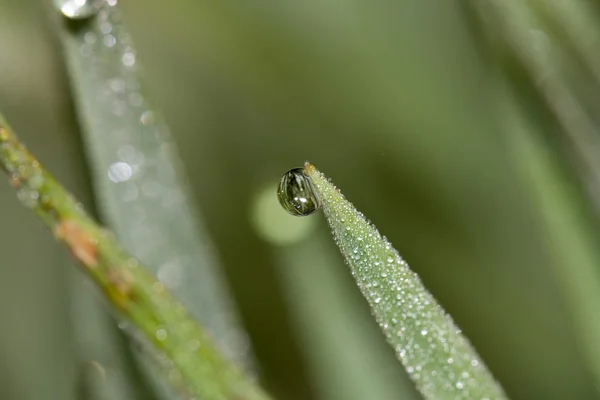 stock image Drop of dew