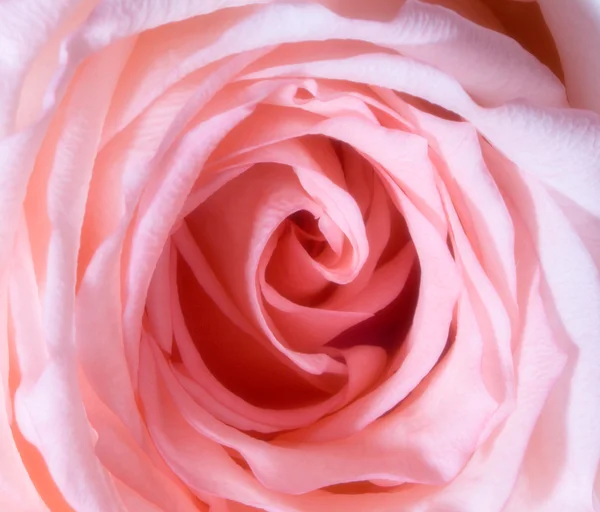 Rosenblätter — Stockfoto