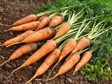 Fresh organic carrots clipart