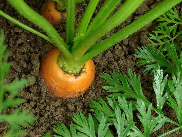 Морковь в постели — стоковое фото