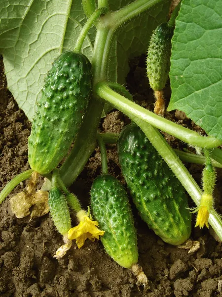 Groeiende komkommers — Stockfoto
