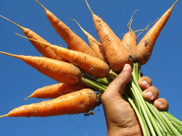 Hand met wortelen — Stockfoto