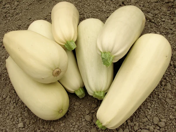 Courgettes oogst — Stockfoto