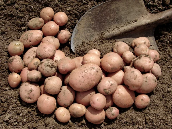 Tubercules de pommes de terre récoltés — Photo