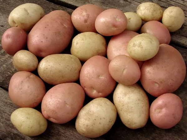 Geoogste aardappelknollen — Stockfoto