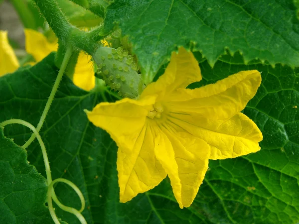 Flor de pepino —  Fotos de Stock