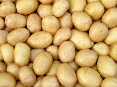 Harvested potato tubers clipart